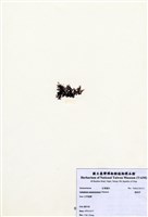 藏品(鷓鴣菜)的圖片